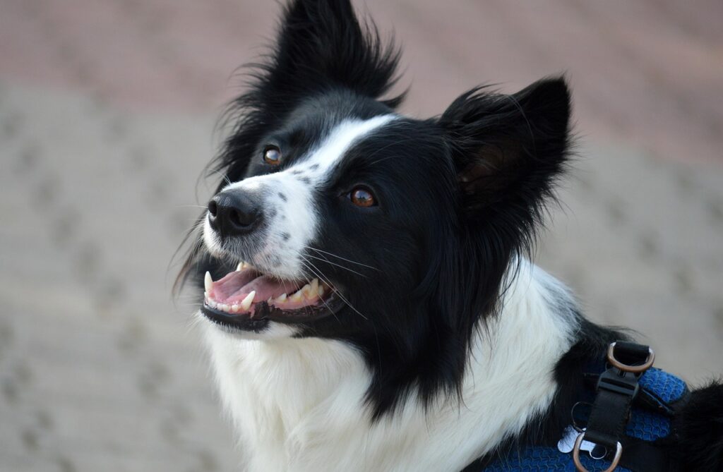 border collie, dog, domestic animal, animal, domestic dog, herding dog, mammal, portrait, dog breed, friend, companion, pet, tongue, nature, snout, four-legged, wildlife, saw animal, interested, attentivem