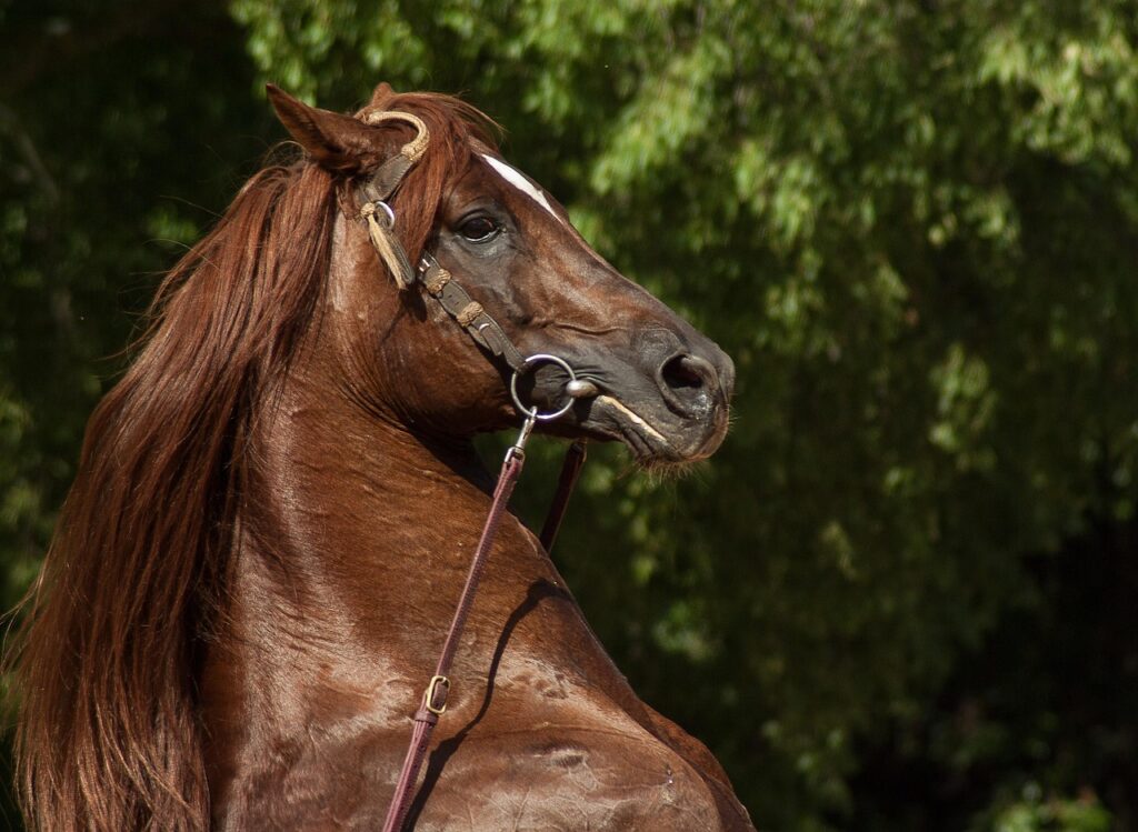 horse, pitch up, nature, equestrian show, dressage